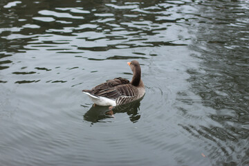 Goose exploring the stores of the river Lea