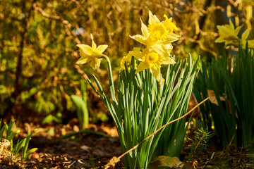 close up of blooming daffodils                               