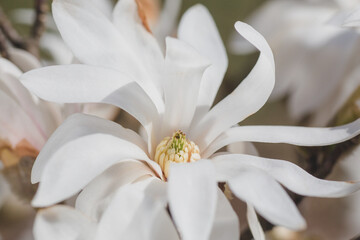 blooming magnolia flowers on a green background