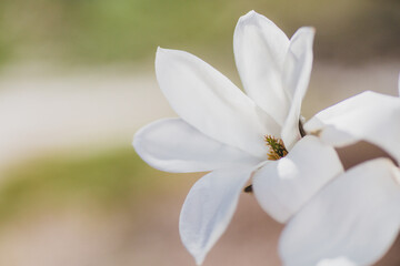 Obraz na płótnie Canvas blooming magnolia flowers on a green background