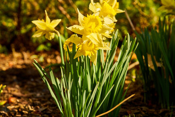 Fototapeta premium close up of blooming daffodils 