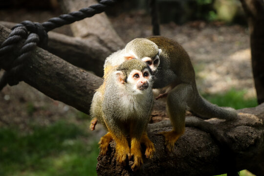 cute female gray-yellow Common squirrel monkey is waiting for her lover when she comes to visit her. Husband Saimiri sciureus jumps after his younger wife