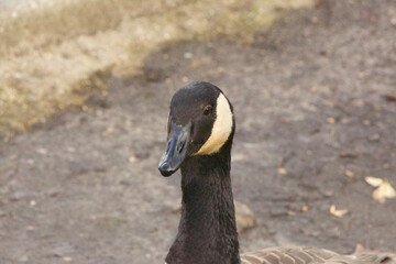 Goose exploring the stores of the river Lea