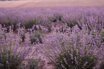 Fototapeta na wymiar Infinite lavender fields, with purple and violet flowers. Closeup