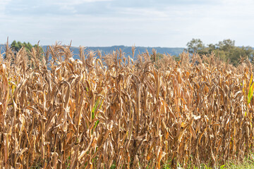 Corn plantation (Zea mays) ready for harvest