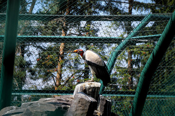 Vultur gryphus sits on a high branch and looks for a rodent to catch. Time on guard. Omnivore...