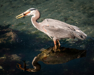A great blue heron hunts for prey on the beach