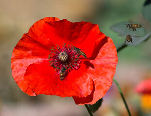 Beautiful red flower and bees collecting nectars from the flower