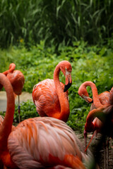 gorgeous red American flamingo is ashamed to show all its beauty in front of the lens. Teenager Phoenicopterus ruber among his peers. Candid portrait of greater flamingo