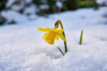 close up of blooming daffodil covered in snow                               © jindrich