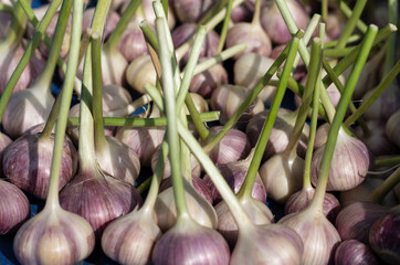 Summer harvest of garlic in the farm closeup