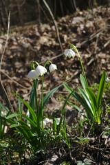snowdrops in the snow