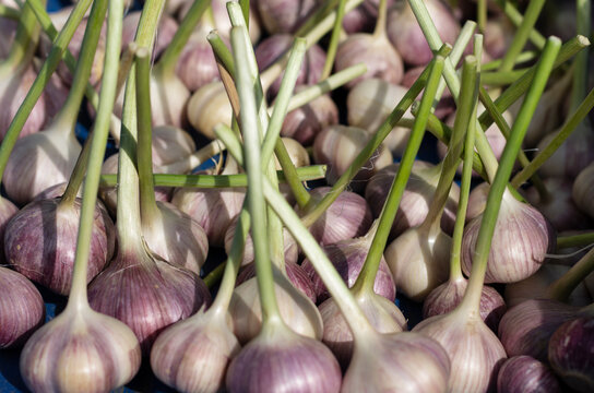 Summer harvest of garlic in the farm closeup