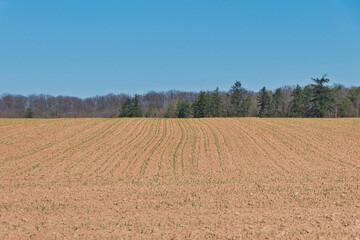 Blick über ein weitläufiges, trockenes Feld an einem sonnigen Frühjahrstag bei blauem Himmel, mit Wald im Hintergrund