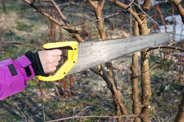 Spring pruning of garden trees. The gardener is cutting the branches with a saw. Pruning trees by...