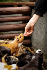 cute red Guinea pig stretches for chips straight from the breeder's hand. Feeding a small animal. Cavia porcellus candy. Cavy is a species of rodent
