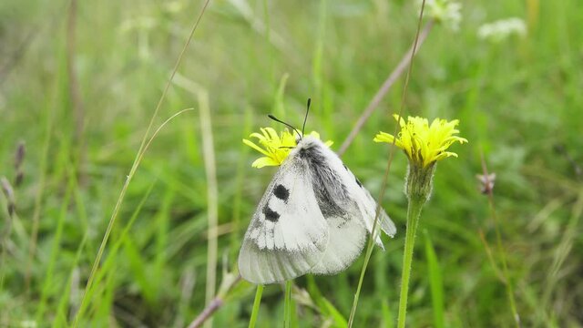 Clouded apollo (Parnassius mnemosyne). The butterfly (god of light) freezes in case of cloudy weather and cold weather, vicinity of the Mt. Elbrus). 2500 m A.S.L