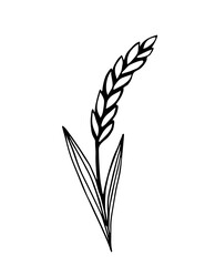 Simple hand-drawn vector drawing in black outline. Wheat spikelet isolated on white background. Cereal, farm crop, flour product, baked goods. For prints, packaging, logo.