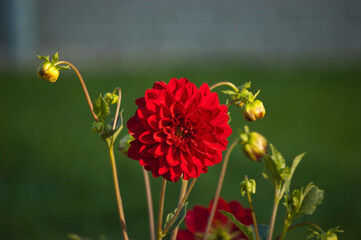 Dahlien rot in der Abendsonne