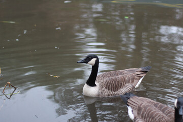 Goose exploring the stores of the river Lea