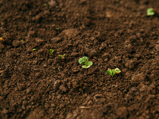 Small green radish plants grow on brown soil