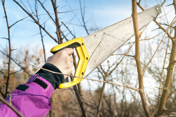Spring pruning of trees. Farmer cuts the branches with a saw. Pruning trees by hand. Spring work in...