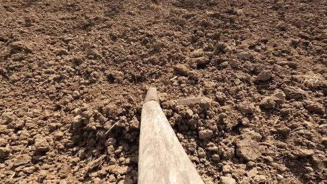 Tiling The Soil With Rake. Traditional Agriculture Work, Till The Soil Of Garden To Plant Vegetables (first Person Perspective Pov View)