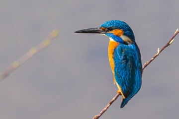 eisvogel sitzt auf einem zweig