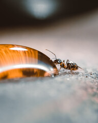 fourmi et miel