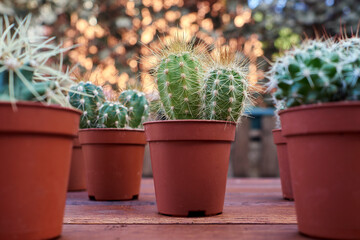 Various cacti on a wooden table