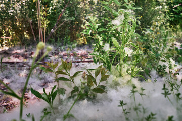 Poplar fluff fallen on the ground