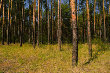 Lots of pine trees in the forest in summer. Landscape and nature