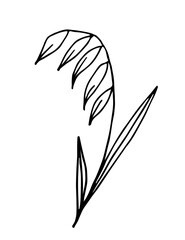 Simple hand-drawn vector drawing in black outline. Spikelet of oats isolated on white background. Cereal crops, flour products, oatmeal. For labels, packaging. Ink sketch.