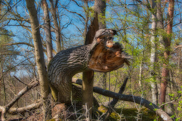 Ein alter, entwurzelter Baumstamm, der sich gebogen zwischen anderen Bäumen hindurch windet