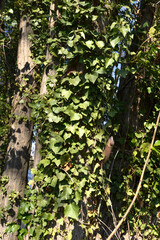 Lierre, hedera helix