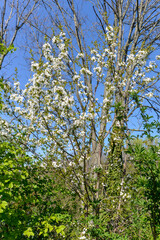 Merisier,  fleurs, printemps, Prunus avium
