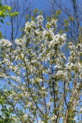 Merisier,  fleurs, printemps, Prunus avium