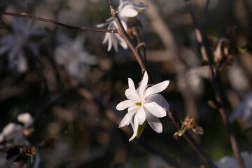 Star magnolia, Starry magnolia, stellata tree in blossom. Tree branch, white flower head on dark background. Spring bloom in ornamental garden.