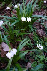 Obraz premium white flowers in the garden
