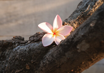 White plumeria flower on dark enormous branch