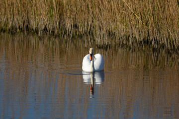 Cisne vulgar​, cisne mudo o cisne blanco (cygnus olor) nadando al amanecer