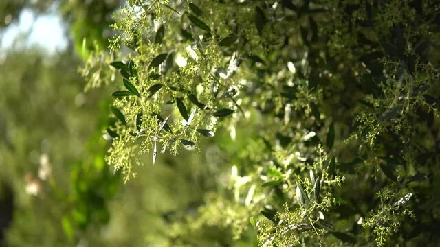 Toma en 4k de plantas verdes con el sol por detr&aacute;s resaltando el verde