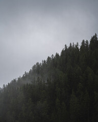 Sapin dans la brume en montagne