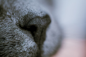 cat's nose