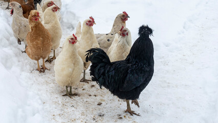 A group or flock of white colored leghorn and black cock crossbred free range egg laying hen chickens with white snow in the background on a rural farm in the winter season. Chicken farm concept.