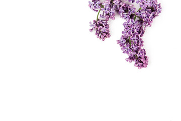 Lilac flowers, isolated on the white background. Top view