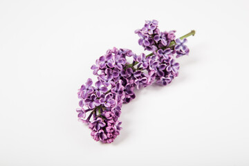 Lilac flowers on the white background.