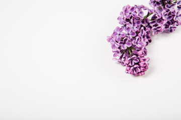 Lilac flowers on the white background. Minimalist style. Space for text