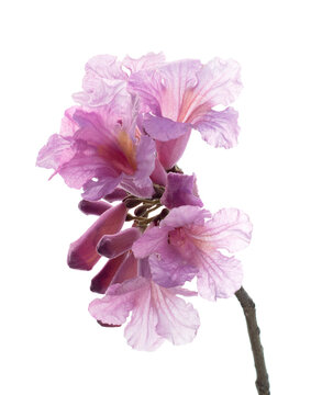 Beautiful Lapacho flower blooming