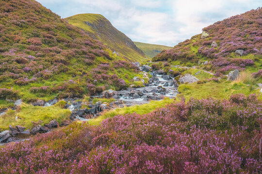 A colourful purple heather landscape and mountain stream along Tail Burn at Grey Mare's Tail waterfall near Moffat in the Scottish Borders, Scotland.